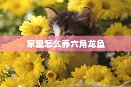 家里怎么養六角龍魚