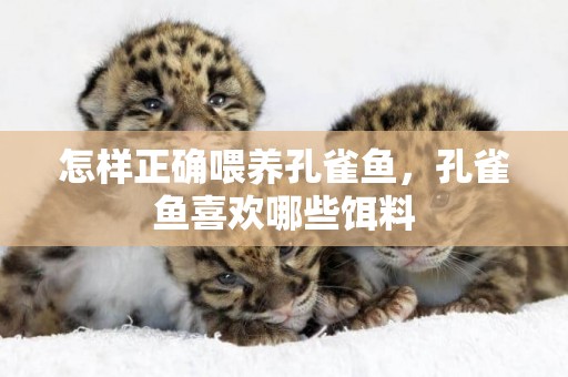 怎樣正確喂養孔雀魚，孔雀魚喜歡哪些餌料