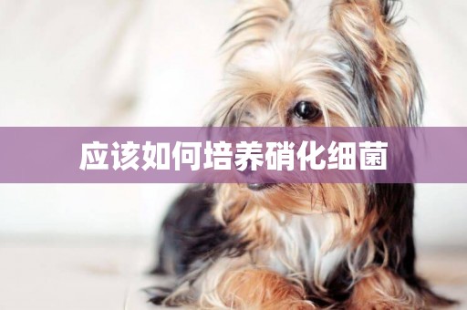 應該如何培養硝化細菌