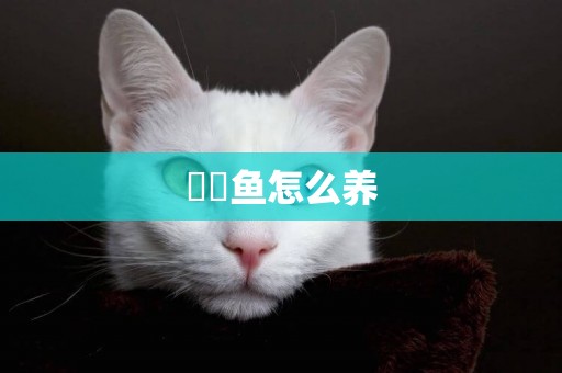 鳑鲏魚怎么養