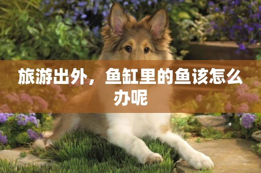 旅游出外，魚缸里的魚該怎么辦呢