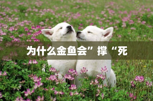 為什么金魚會”撐“死