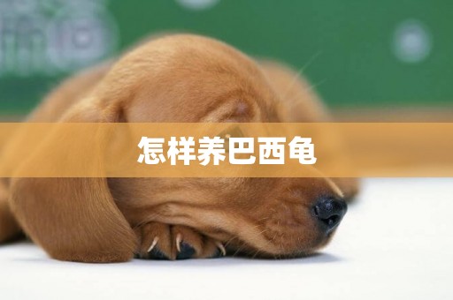 怎樣養巴西龜