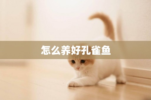怎么養好孔雀魚