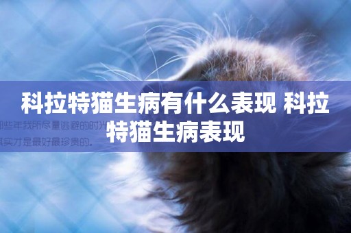 科拉特貓生病有什么表現 科拉特貓生病表現
