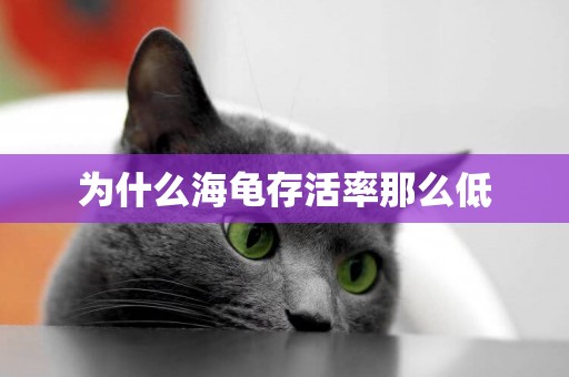 為什么海龜存活率那么低