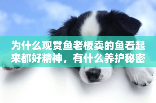 為什么觀賞魚老板賣的魚看起來都好精神，有什么養護秘密