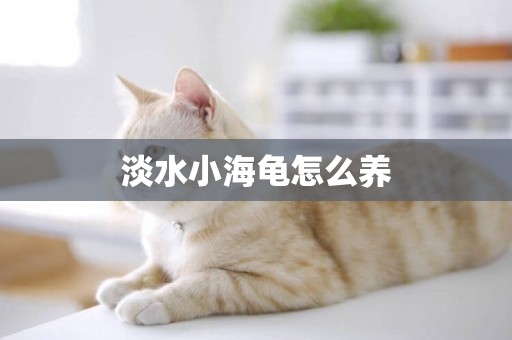 淡水小海龜怎么養