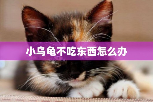 小烏龜不吃東西怎么辦