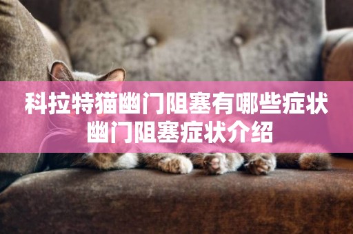 科拉特貓幽門阻塞有哪些癥狀 幽門阻塞癥狀介紹