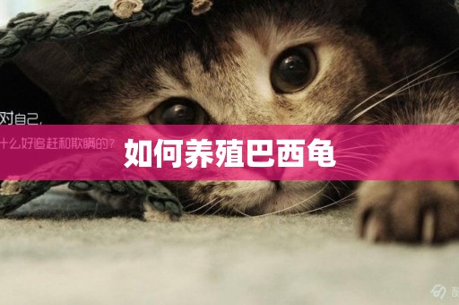 如何養殖巴西龜