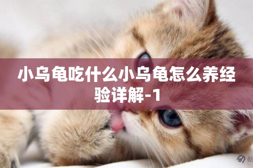 小烏龜吃什么小烏龜怎么養經驗詳解-1