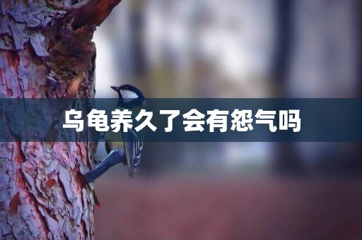 烏龜養久了會有怨氣嗎