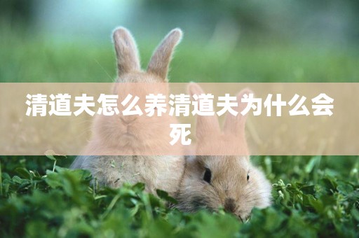 清道夫怎么養清道夫為什么會死