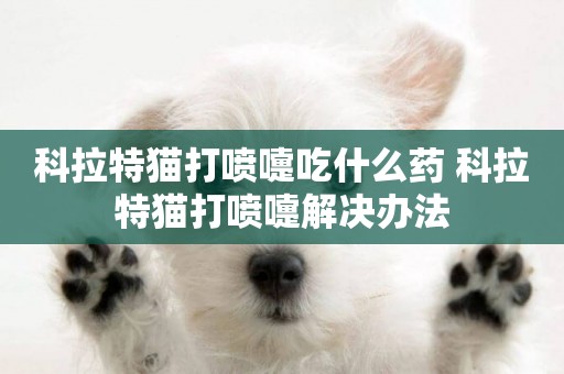 科拉特貓打噴嚏吃什么藥 科拉特貓打噴嚏解決辦法