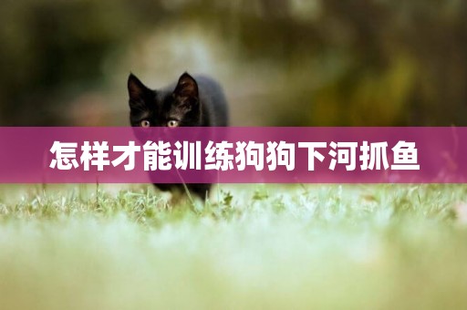 怎樣才能訓練狗狗下河抓魚