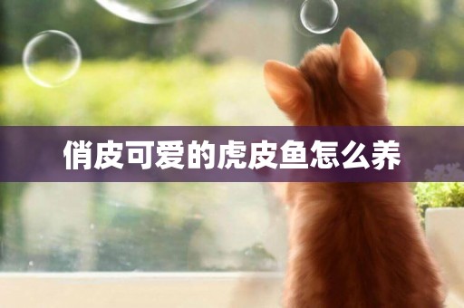 俏皮可愛的虎皮魚怎么養