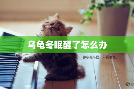 烏龜冬眠醒了怎么辦