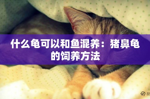 什么龜可以和魚混養：豬鼻龜的飼養方法
