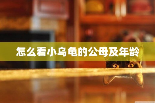 怎么看小烏龜的公母及年齡