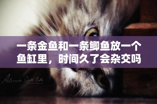 一條金魚和一條鯽魚放一個魚缸里，時間久了會雜交嗎