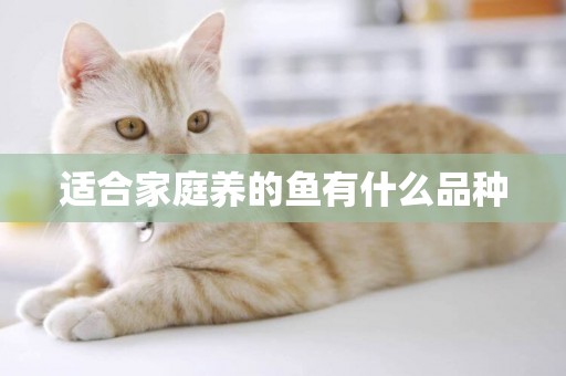適合家庭養的魚有什么品種