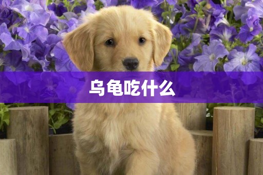 烏龜吃什么