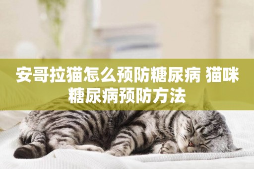 安哥拉貓怎么預防糖尿病 貓咪糖尿病預防方法
