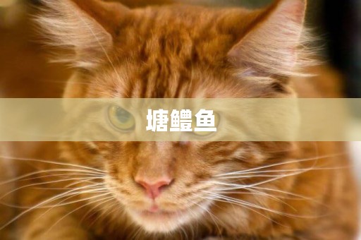塘鱧魚