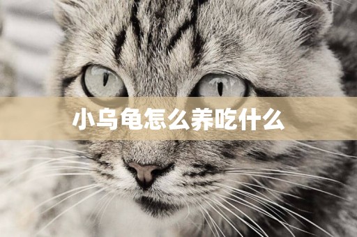 小烏龜怎么養吃什么
