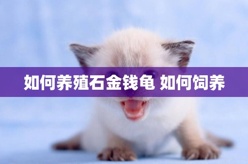 如何養殖石金錢龜 如何飼養