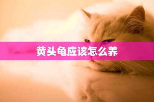 黃頭龜應該怎么養