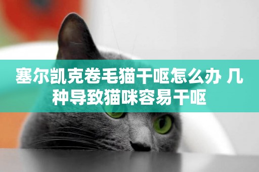 塞爾凱克卷毛貓干嘔怎么辦 幾種導致貓咪容易干嘔