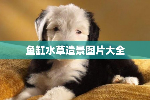 魚缸水草造景圖片大全