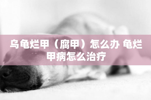 烏龜爛甲（腐甲）怎么辦 龜爛甲病怎么治療