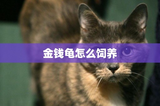金錢龜怎么飼養