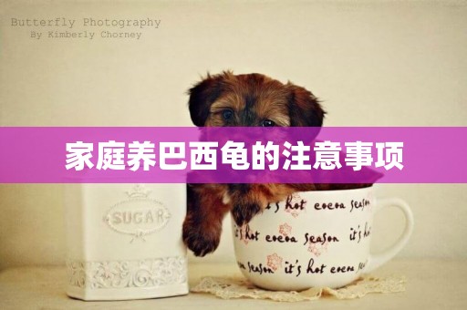 家庭養巴西龜的注意事項