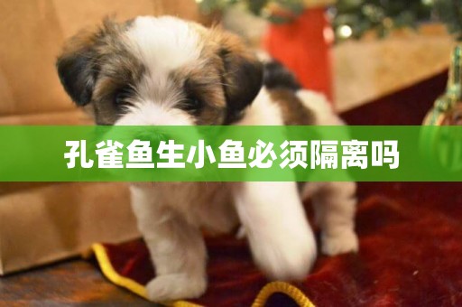 孔雀魚生小魚必須隔離嗎