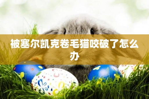 被塞爾凱克卷毛貓咬破了怎么辦