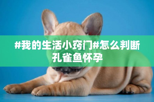 #我的生活小竅門#怎么判斷孔雀魚懷孕
