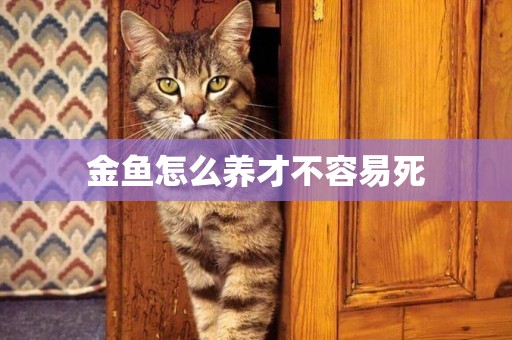 金魚怎么養才不容易死