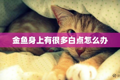 金魚身上有很多白點怎么辦