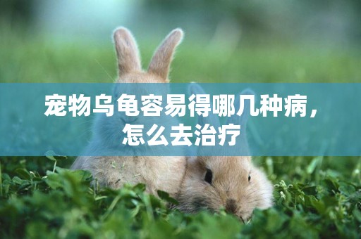 寵物烏龜容易得哪幾種病，怎么去治療