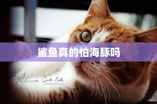 鯊魚真的怕海豚嗎