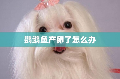 鸚鵡魚產卵了怎么辦