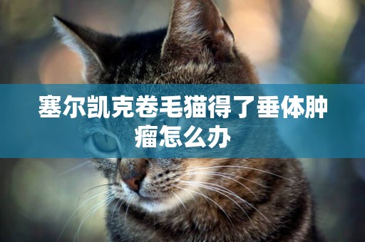 塞爾凱克卷毛貓得了垂體腫瘤怎么辦