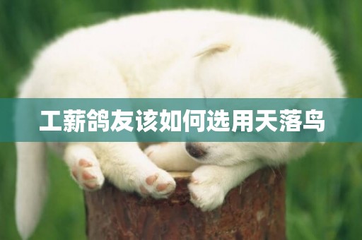 工薪鴿友該如何選用天落鳥