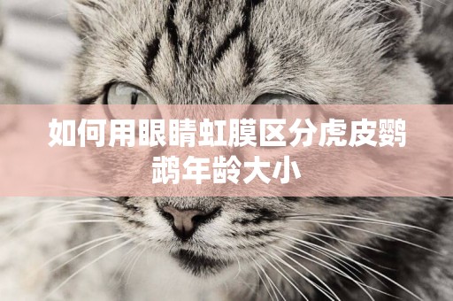 如何用眼睛虹膜區分虎皮鸚鵡年齡大小