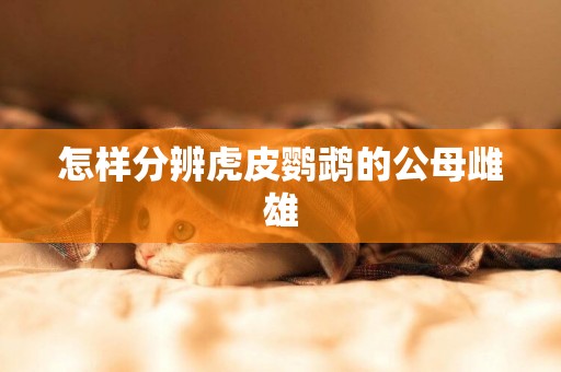 怎樣分辨虎皮鸚鵡的公母雌雄