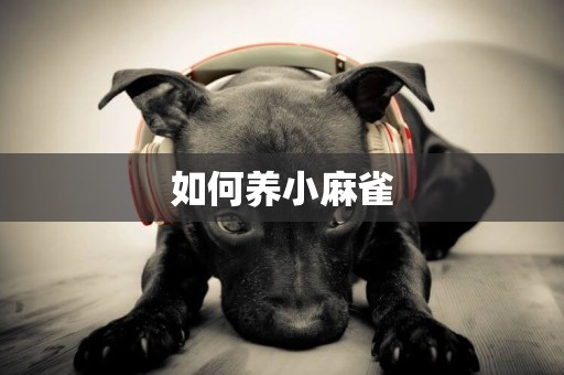 如何養小麻雀